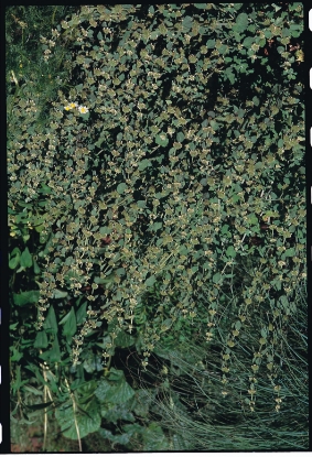 Picture of Horehound